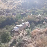 الاغ گله ای