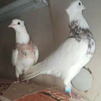 کبوتر طوقی وکله زرد