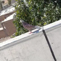 سلام یک نر مست روزگاری