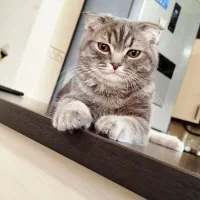 گربه|گربه|بجنورد, |دیوار