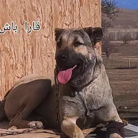 سگ پاکوتاه سرابی|سگ|میانه, |دیوار