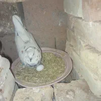 یک ساده یک سار