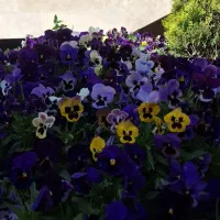 فروش پسته احمدی