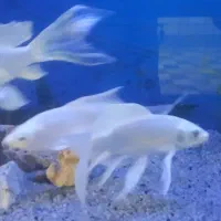 ماهی کوی پلاتینیوم شورت بادی وارداتی|ماهی|اهواز, پادادشهر|دیوار