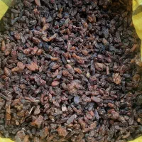 کشمش آفتابی کاشمر
