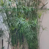 نخل مرداب|گل و گیاه طبیعی|تهران, خاوران|دیوار