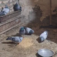 گبوتر پلاکی|پرنده|بستان آباد, |دیوار