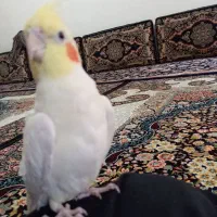 عروس هلندی جفت