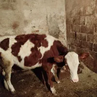 گوساله ماده|حیوانات مزرعه|کوهرنگ, |دیوار