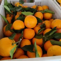 پرتقال خونی|عمده‌فروشی|چهاربرج, |دیوار