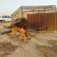 سگ نر|سگ|پاکدشت, پاکدشت (مامازند)|دیوار