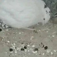 بلدرچین وحشی