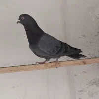 14 کفتر زیبا و پرشی|پرنده|آفتاب, |دیوار