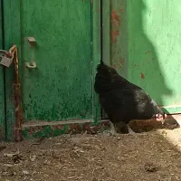 مرغ تخم گذار