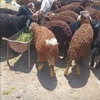 فروش بره