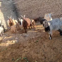 تعداد هفت راس بز|حیوانات مزرعه|هشتگرد, هشتگرد قدیم|دیوار