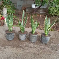 گلهای طبیعی آپارتمانی|گل و گیاه طبیعی|مرند, |دیوار