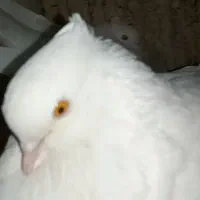 کبوتر سفید چشم زرد اصیل اراکی