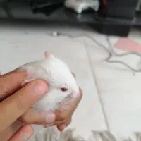 همستر های خوشکل|موش و خرگوش|شیراز, جمال آباد|دیوار