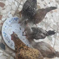 مرغ و خروس زینتی و لاری|حیوانات مزرعه|اهواز, کمپلو شمالی|دیوار