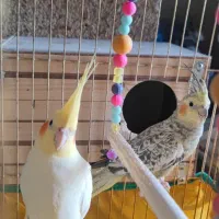 جفت عروس هلندی مولد|پرنده|شوشتر, |دیوار