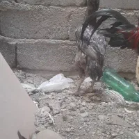 ماده مرغ