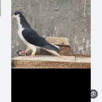 کفتر چپ سیاه گم شده