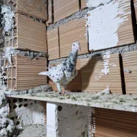 سار هفت رنگ ماده