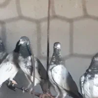 تیدی پاکستانی