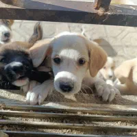 فروش توله پا کوتاه خوشگل
