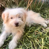 سگ بازیگوش|سگ|زاهدان, |دیوار