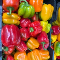 فلفل دلمه رنگی