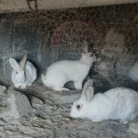 خرگوش نر وماده