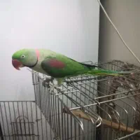 شاه طوطی