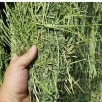 یونجه فروشی