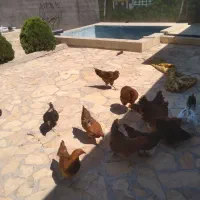 فروش مرغ و خروس خانگی
