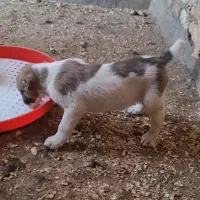 سگ نر واگزاری