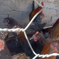 مرغ گلپایگانی