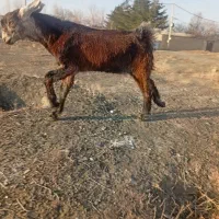 بزغاله نروماده پاکستانی