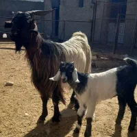 بز کهره دار|حیوانات مزرعه|کازرون, |دیوار