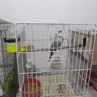 فروش سه جفت عروس هلندی مولد|پرنده|شیراز, تندگویان|دیوار
