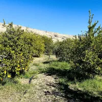 فروش باغ ویلائی گچساران روستای کلاغ نشین