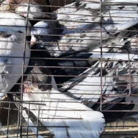 کبوتر زیبا|پرنده|کاشان, قطب راوندی|دیوار