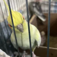 جفت عروس هلندی با جوجه