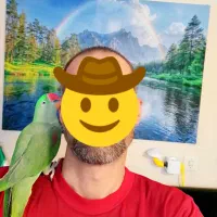 جوجه شاه طوطی یکساله