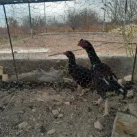 فروش مرغ و خروس لاری