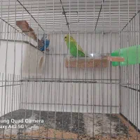 مرغ عشق نر ماده|پرنده|تهران, مجیدیه|دیوار