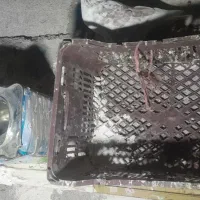 کفتر|پرنده|مرادلو, |دیوار