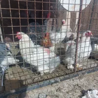 مرغ و خروس برهما و دوتا بوقلمون|حیوانات مزرعه|تهران, شادآباد|دیوار