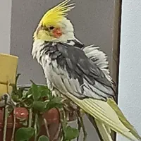صداقت